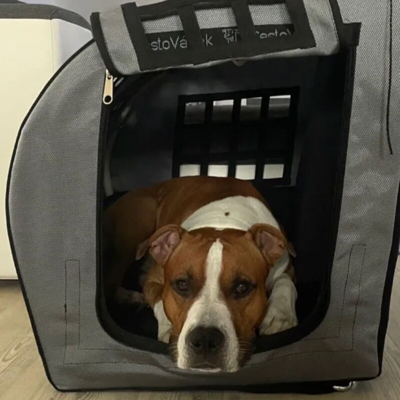 Amstaff Hugo si sám lehl do CestoVáčku