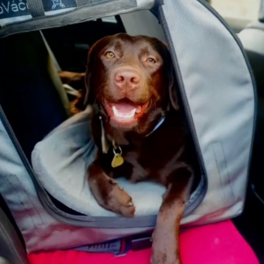 Čokoládový labrador se raduje v CestoVáčku