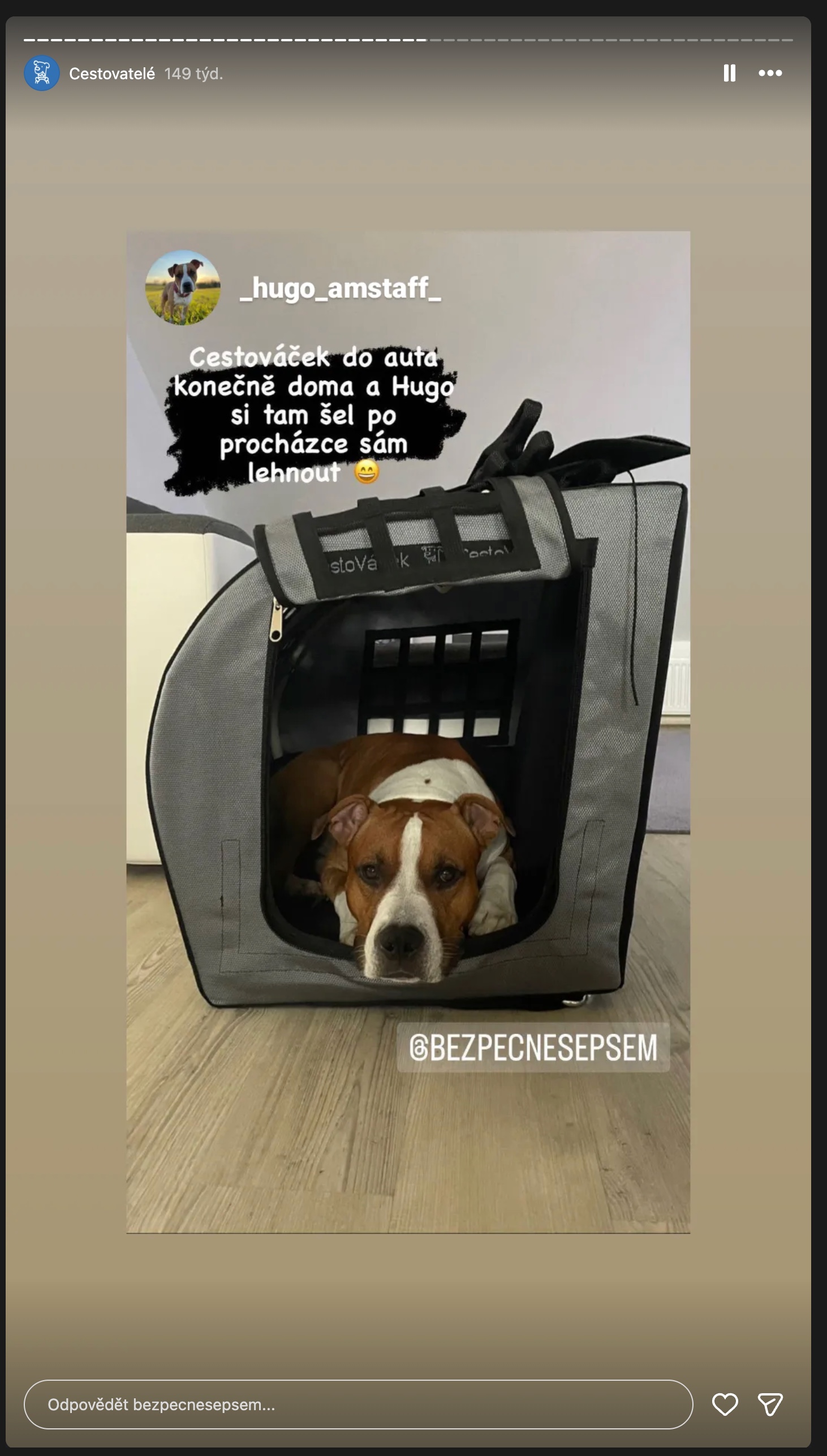 Instagram: amstaff Hugo si po procházce sám lehl do CestoVáčku