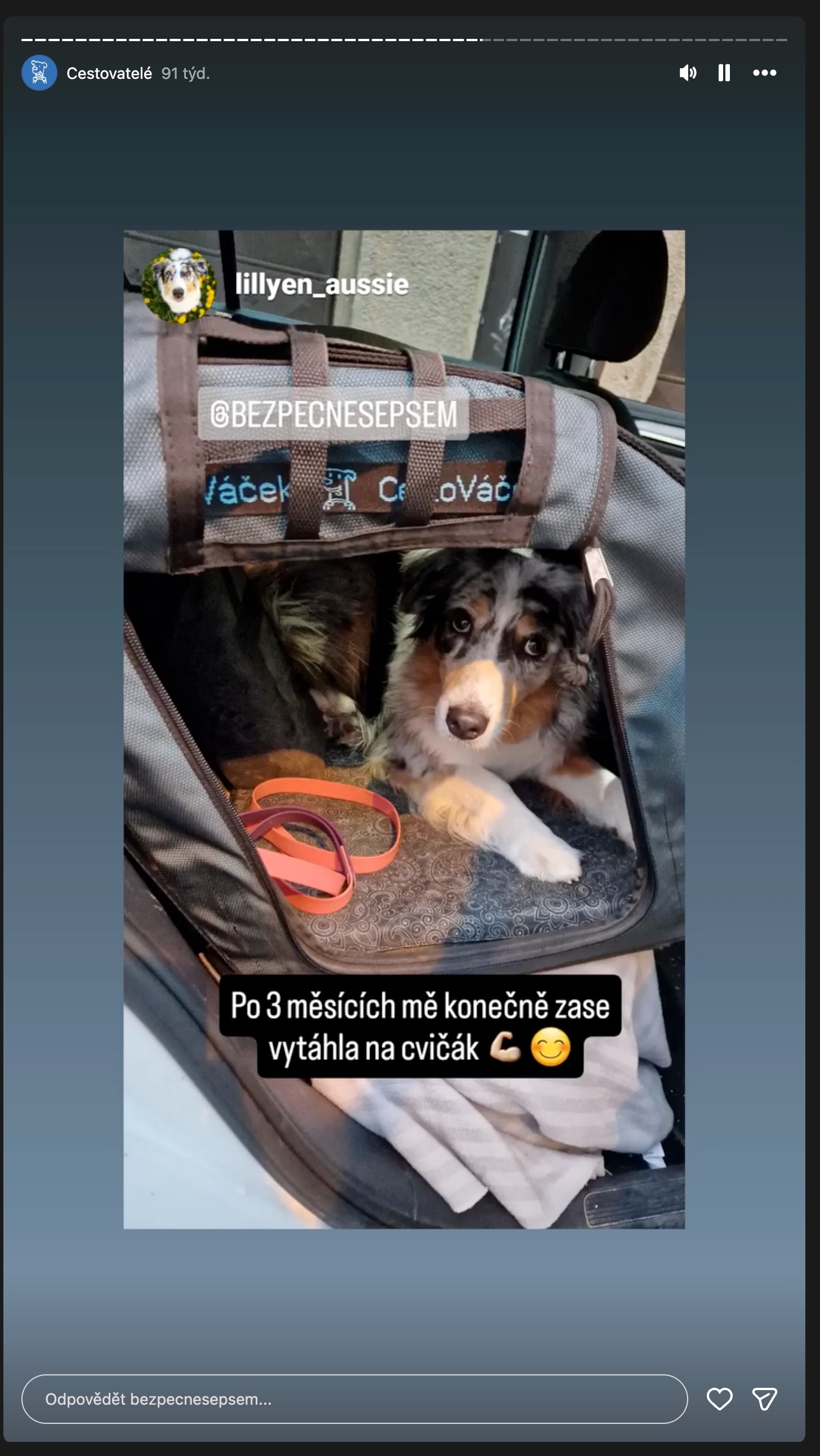 Instagram: australský ovčák leží v CestoVáčku na cestě na cvičák